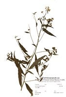 藏品(臺灣馬蘭)的圖片